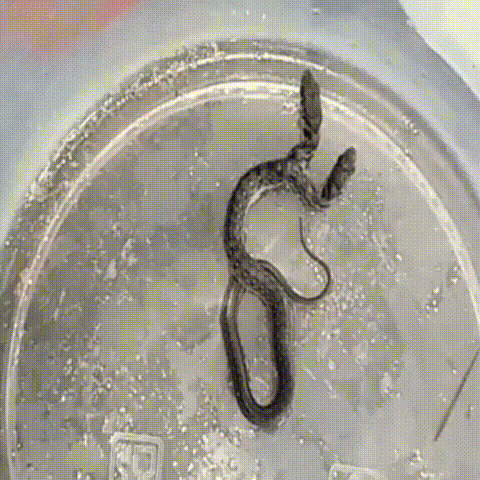 Rare two-headed snake rescued by forest department in central India_GIF_converted