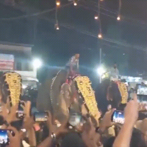Elephant rampage leaves multiple injured during festival in India_GIF_converted