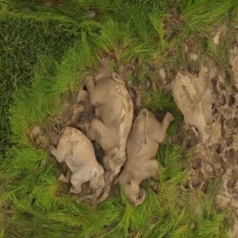 Heartwarming sight unfolds in northeastern India as elephant family lies peacefully on open grass field, symbolizing family bonds_GIF_converted