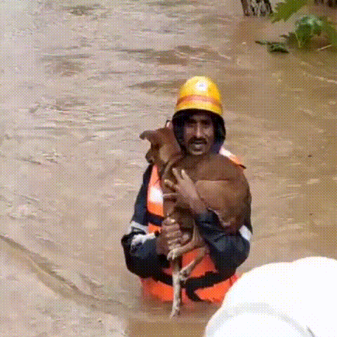 Rescuer carries dog to safety during severe flooding in southern India_GIF_converted